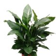 spathiphyllum-o-vaso-13-cm-.jpg