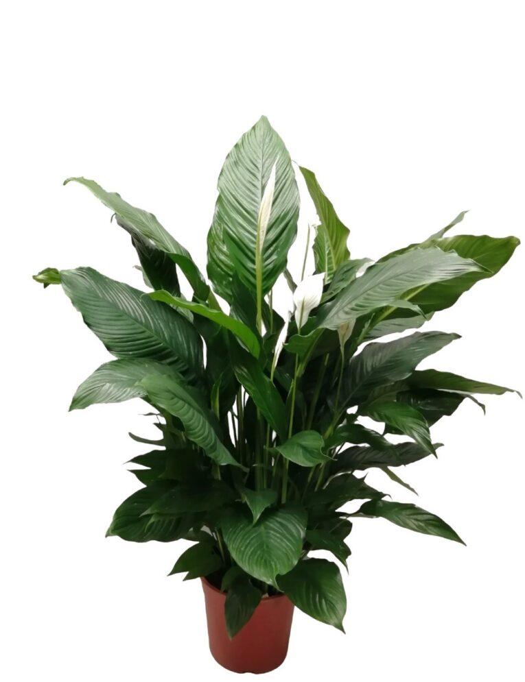 spathiphyllum-o-vaso-13-cm-.jpg