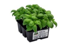 Piante di Basilico in Pack