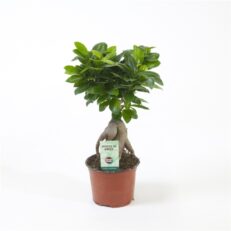 Bonsai di Ficus Ginseng diam 12