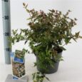 Abelia Grandiflora Vaso diam 17