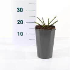 Rosa Meilland vaso 19