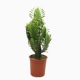 Euphorbia Acrurensis vaso diam 21