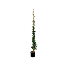 Gelsomino Ryncospermum Vaso 18