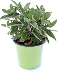Salvia Officinalis