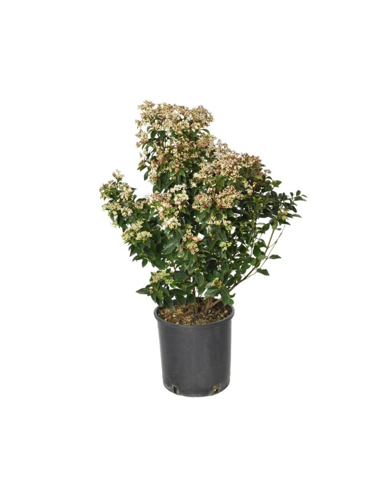 viburnum-tinus-cm24