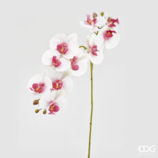 EDG Orchidea Phal.Real Ramo X10 H86