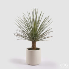 EDG Yucca Con Vaso H.99 C4