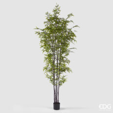 EDG Bamboo Con Vaso H.240 C4