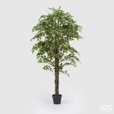 EDG Ficus Beniam.Chic C/Vaso H180