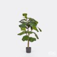 EDG Ficus Lyrata C/Vaso Pe H092(24Fg) C0