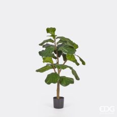 EDG Ficus Lyrata C/Vaso Pe H092(24Fg) C0