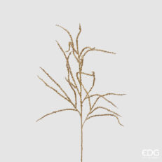Amaranthus Ramo H.81 C4