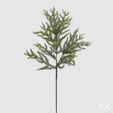Cryptomeria Ramo L.84 C4