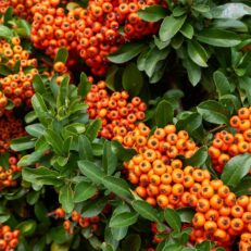 Pianta Rampicante di Pyracantha Colore Arancione Vaso 17