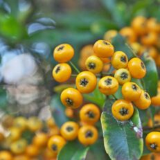Pianta Rampicante di Pyracantha Colore Gialla Vaso 17