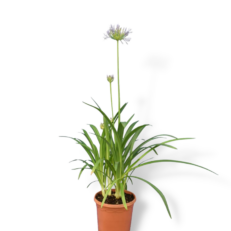 Pianta Cespuglio di Agapanthus Africanus Viola vaso 17