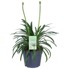 Pianta Cespuglio di Agapanthus Africanus WHITE vaso 17