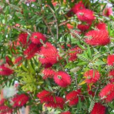 Cespuglio di Callistemon Vaso 19