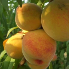 Albero da Frutto di Percoco Varietà Baby Gold 7 Vaso 20