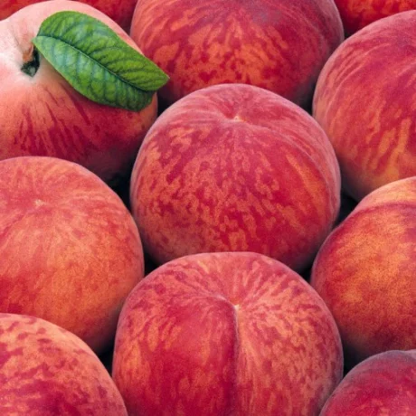 Albero da Frutto di Pesco Varietà Iris Rosso Vaso 20