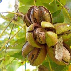 Albero da Frutto di Noce Varietà Pecan Vaso 20