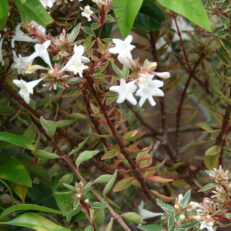 Pianta Cespuglio di ABELIA X GRANDIFLORA COMPACTA Vaso 19
