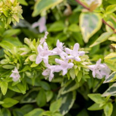 Cespuglio di ABELIA X GRANDIFLORA KALEIDOSCOPE Vaso 19