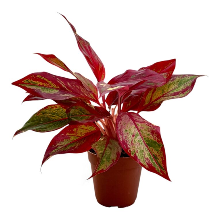 Aglaonema_vaso_12