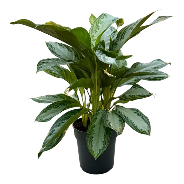 Aglaonema_vaso_24