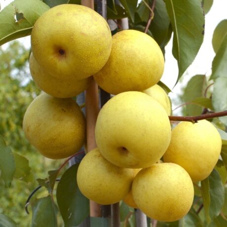 Albero da Frutto di Pero Varietà Nashi Vaso 20