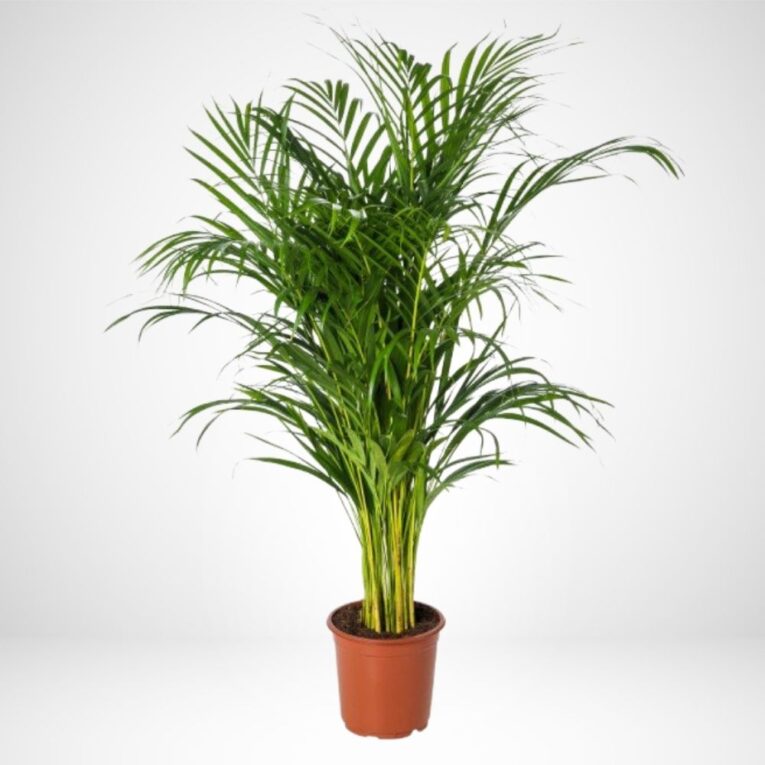 Areca – Dypsis Lutescens Soft