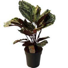 Calathea Vaso 24 Roseopicta