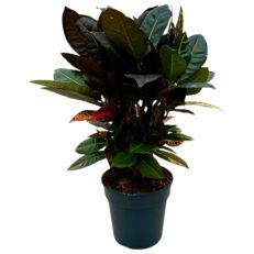 Codiaeum - CROTON "Petra" Vaso 24