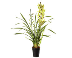 Pianta di Cymbidium Orchidea