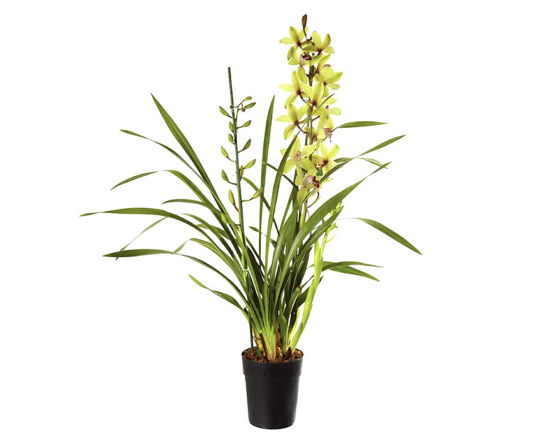 Cymbidium Orchidea