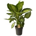 Dieffenbachia 'Reeva' Vaso 24