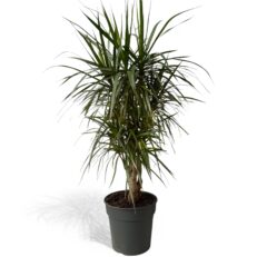 Dracaena Marginata Vaso 27