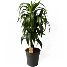 Dracaena Massangiana Vaso 24