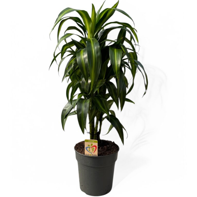 Dracaena_Massangiana