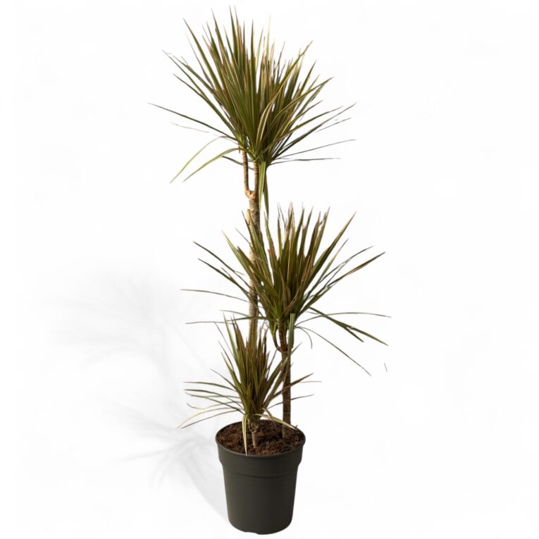 Dracaena_marginata_tricolor