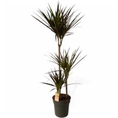 Dracaena Marginata Vaso 24