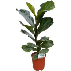 Pianta di Ficus Lyrata in vaso 19