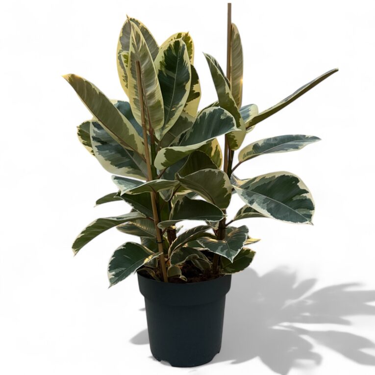 Ficus_tineke