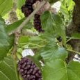 Albero da Frutto di Gelso Rosa Vaso 20