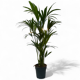 Howea forsteriana (Kenthia) H150 Cm