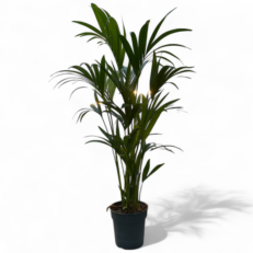 Howea forsteriana (Kenthia) H150 Cm
