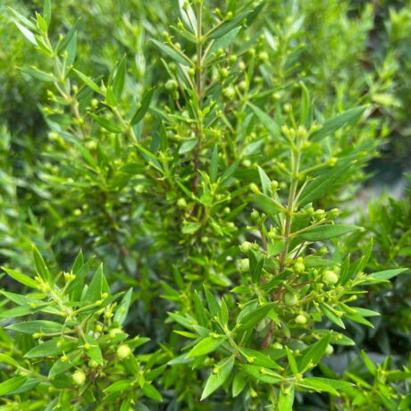 Pianta Cespuglio di Mirto Comune Vaso 19