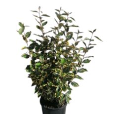 Cespuglio di Eleagnus Ebbingei Foglia Verde vaso 24