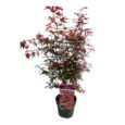 Alberello di Acero Palmatum Rosso Vaso 24